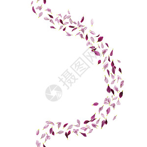 雏菊花瓣曲线图片