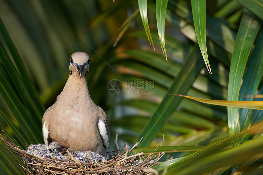 在棕榈树顶上筑巢的鸽图片