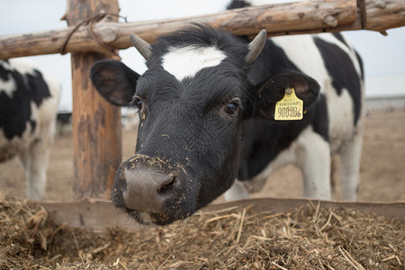 一群好奇的黑白荷斯坦奶牛和小母牛排成一排站在牧场里看着镜头图片