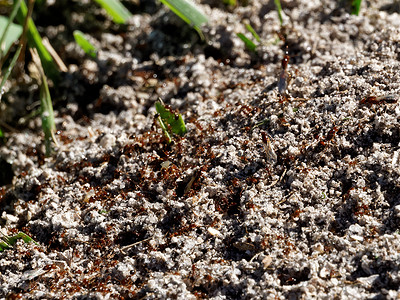 红蚁与多个蚁后在土墩上积极移动背景
