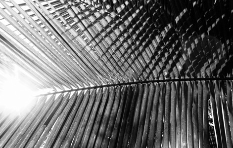 棕榈树枝逆光黑白风格图片