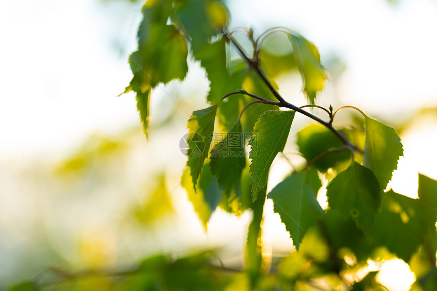 美丽的青绿小树枝叶背景波兰新生的树叶图片