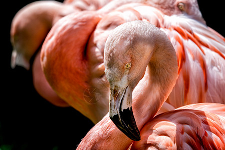 粉红色的火烈鸟肖像眼睛细节背景图片