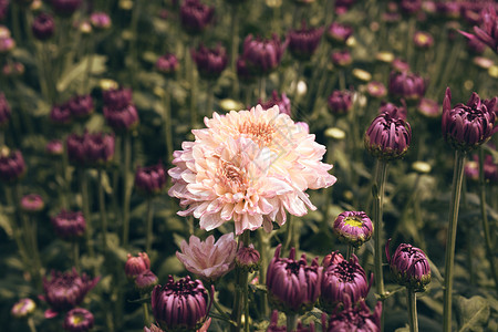 花园里五颜六色的菊花图片