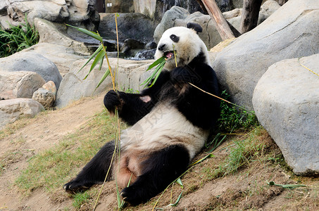 可爱的熊猫有竹子图片