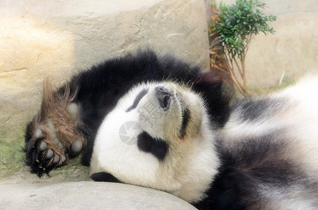 睡觉的熊猫特写图片