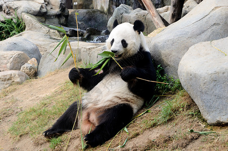可爱的熊猫有竹子图片