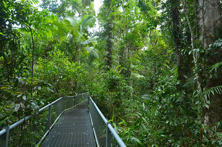 澳大利亚昆士兰热带以北Daintree公园路由图片