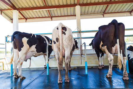 农场里的奶牛准备挤奶挤奶设施图片
