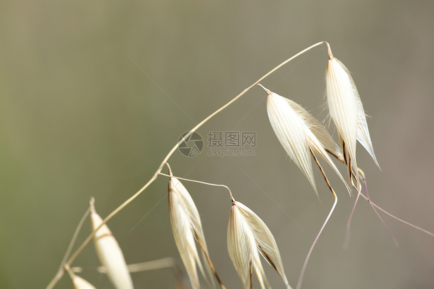 野穗泉近照图片