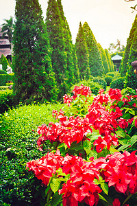 泰国热带花园的红花和绿树泰国选择背景图片