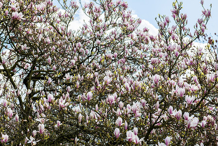 在英国属花园的Springtime英国图片