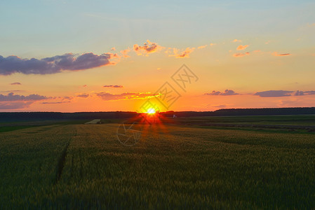 春天麦田的日落图片
