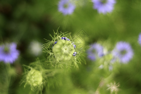 花园中的黑种草花背景图片