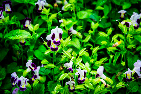 绿色背景的白花和紫色小花朵选择图片