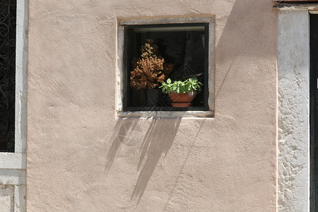 墙上的窗户和窗台上的花背景图片