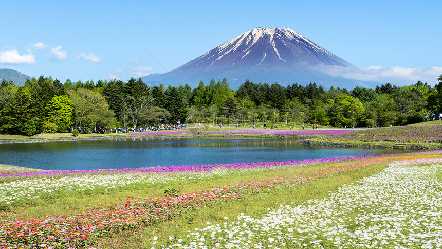 富士山下美丽的花海图片