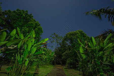 林间夜景图片