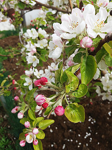 春月时有白花的Bloom图片