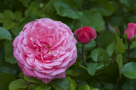 雨后花园里盛开的粉红玫瑰特写图片