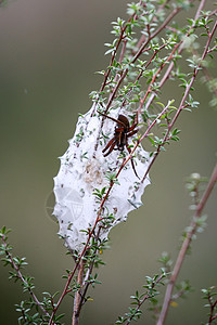 棕色蜘蛛除了附在新西兰湿地树枝上的白色蜘蛛网巢外图片