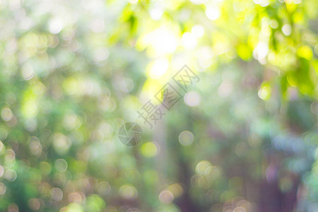 模糊的散景绿叶太阳光背景模糊的黄色叶子光线图片