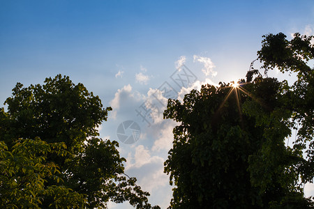 树梢上的太阳图片