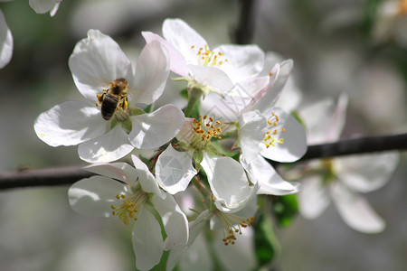 樱桃树花上的蜜蜂图片