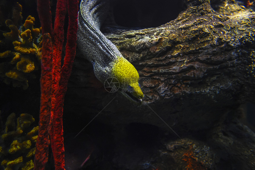宝石海鳗图片