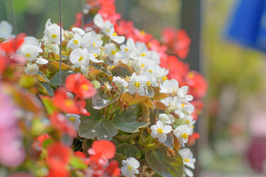 美丽的海棠花Begoniasempreflorens图片