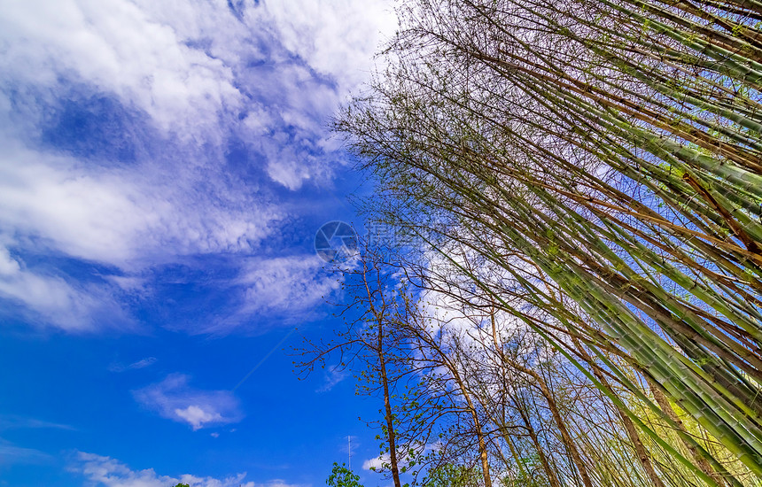 有云彩和蓝天的绿色竹林图片