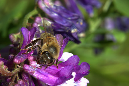 西方蜜蜂Apismellifer图片