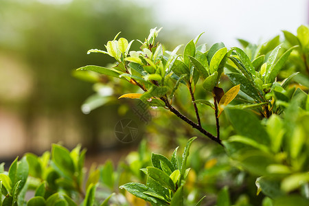 带水滴的植物绿叶特写图片