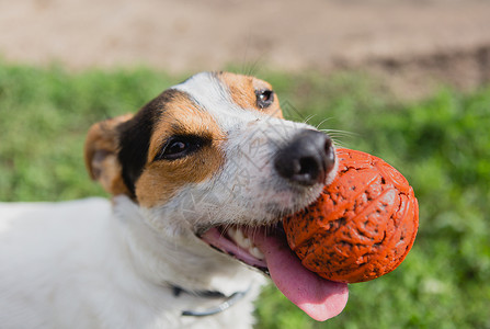 小狗杰克罗素泰瑞尔嘴里有个明亮的橙子球舌头伸出图片