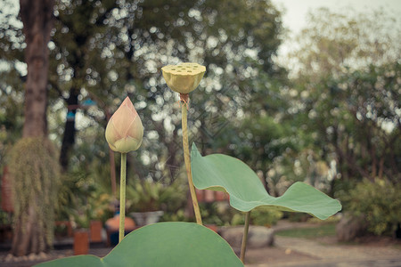 花莲粉色花园里自然美丽的花朵古图片