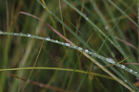 草叶上的水滴宏图片
