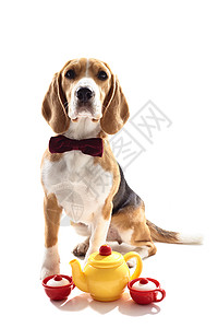 漂亮的小狗正坐在一个满两个杯子的茶壶里图片