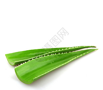 AloeVera植物图片