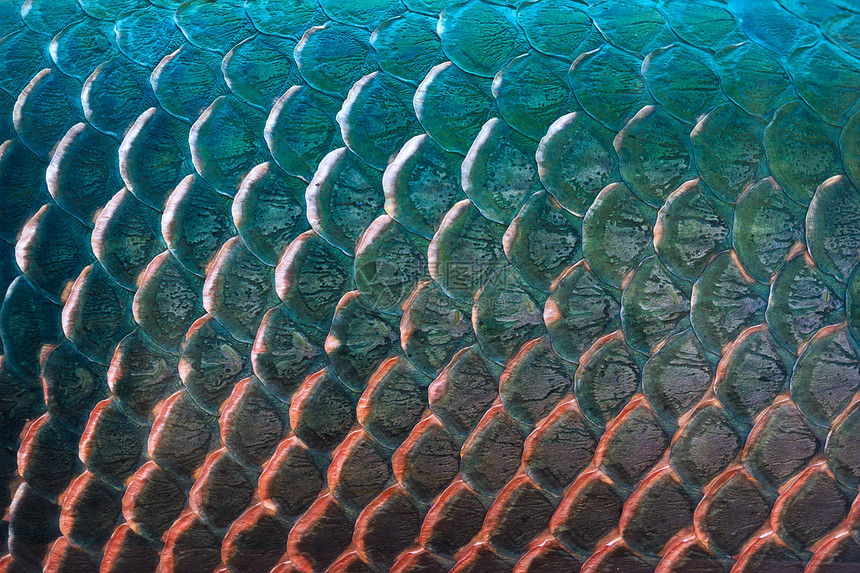 背景的鱼鳞纹理五颜六色的概念