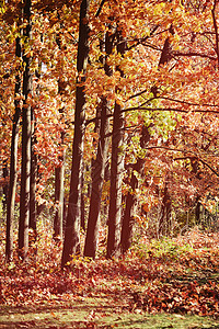 秋天树枝枯树年轻橡树和红叶绿图片