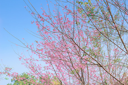 野生喜马拉雅樱桃的花朵正在盛开图片