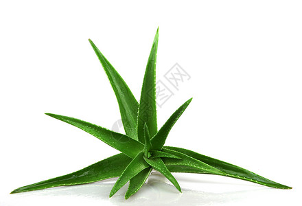 白色上的AloeVera图片