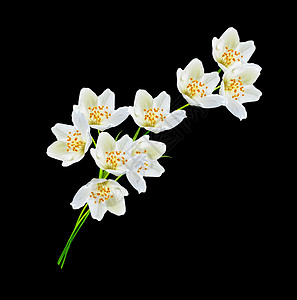 白茉莉花茉莉花的枝子在黑色背景图片