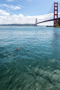 金门大桥旧金山带游泳海狮图片