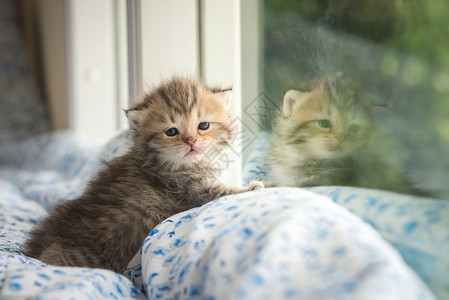 可爱的虎斑小猫坐着望窗外图片