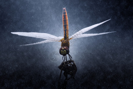 雨中的蜻蜓图片