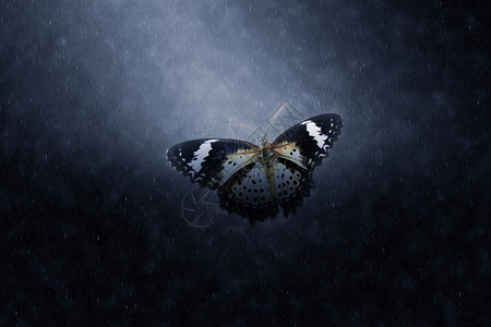 蝴蝶在雨中飞翔图片