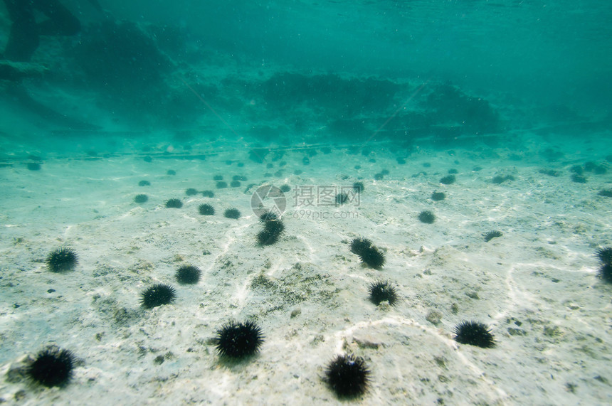 水下景观海胆的海底广角图片