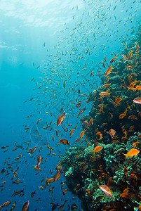 珊瑚礁上丰富的海洋生物以复制空高清图片