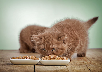 吃猫食小猫背景图片